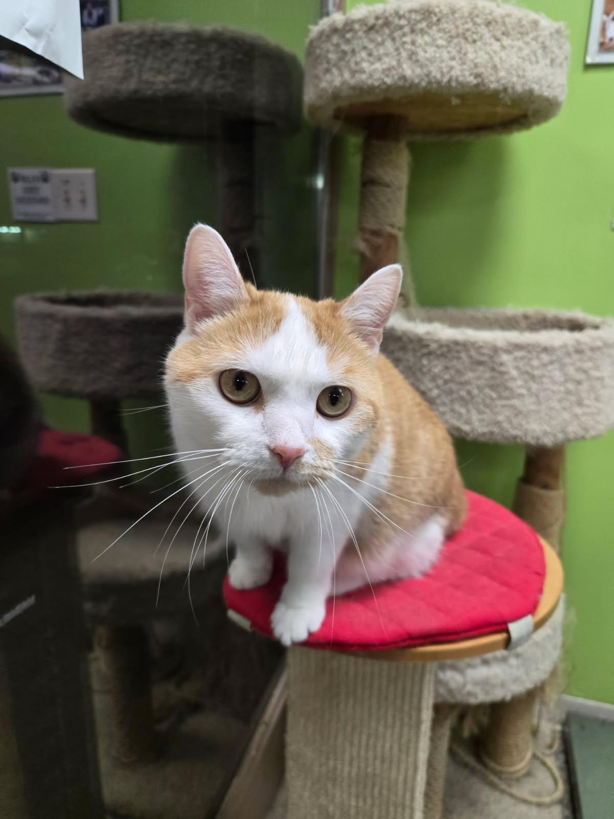 Bliss, a Adoptable Domestic Short Hair in Richmond, KY image 1/6