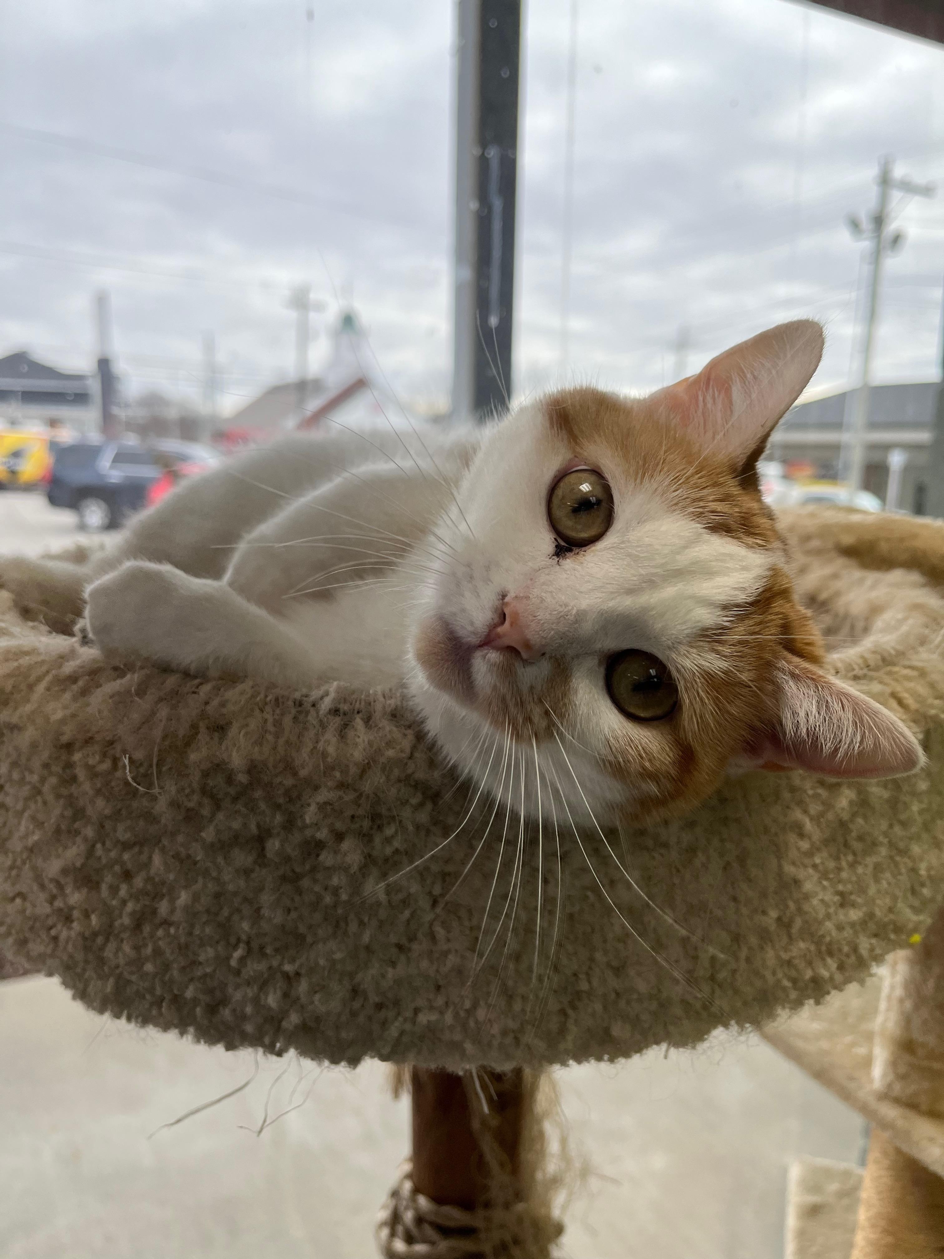 Enlarge Bliss, a Adoptable Domestic Short Hair in Richmond, KY image 6/6