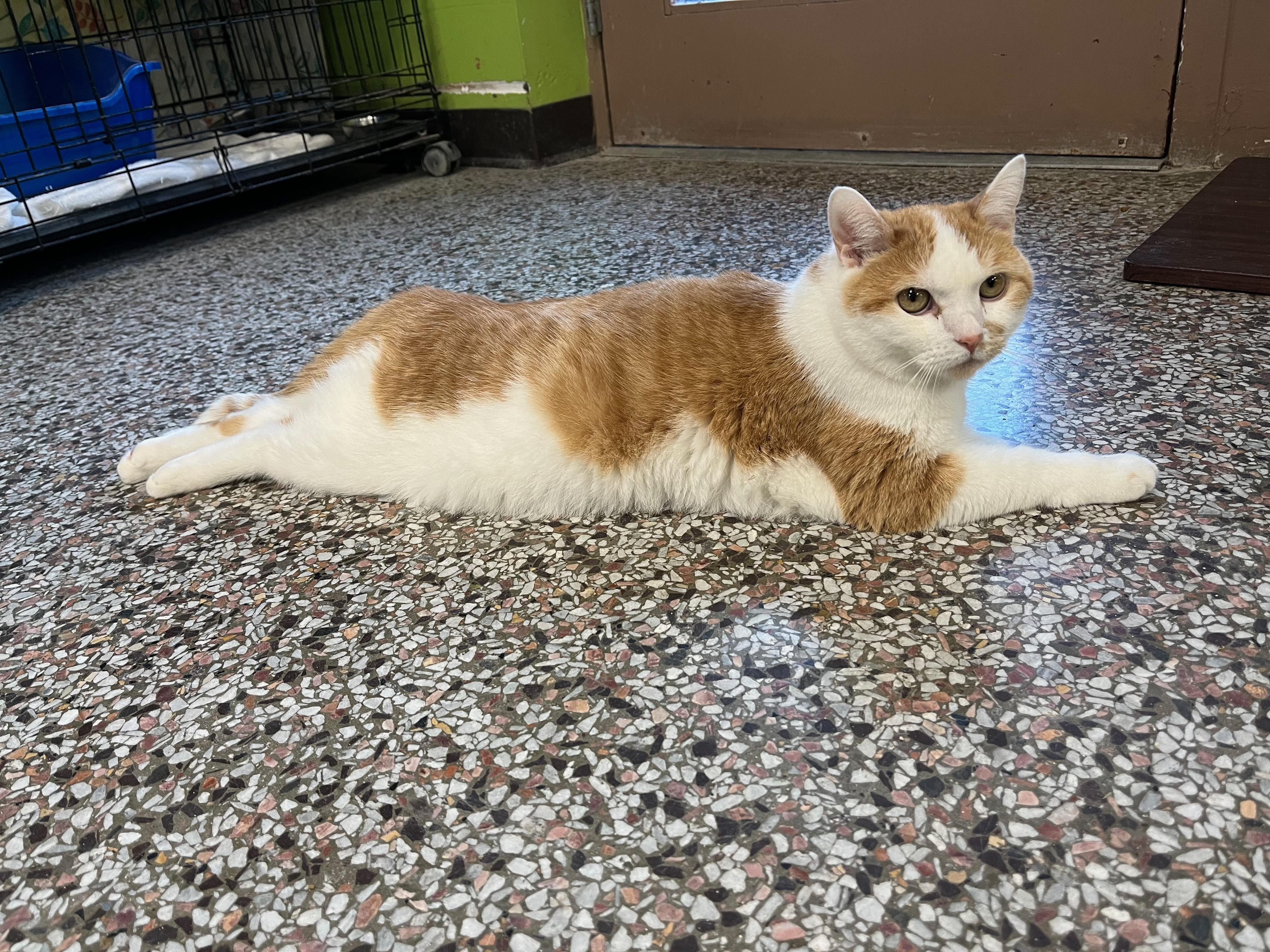 Bliss, a Adoptable Domestic Short Hair in Richmond, KY image 5/6