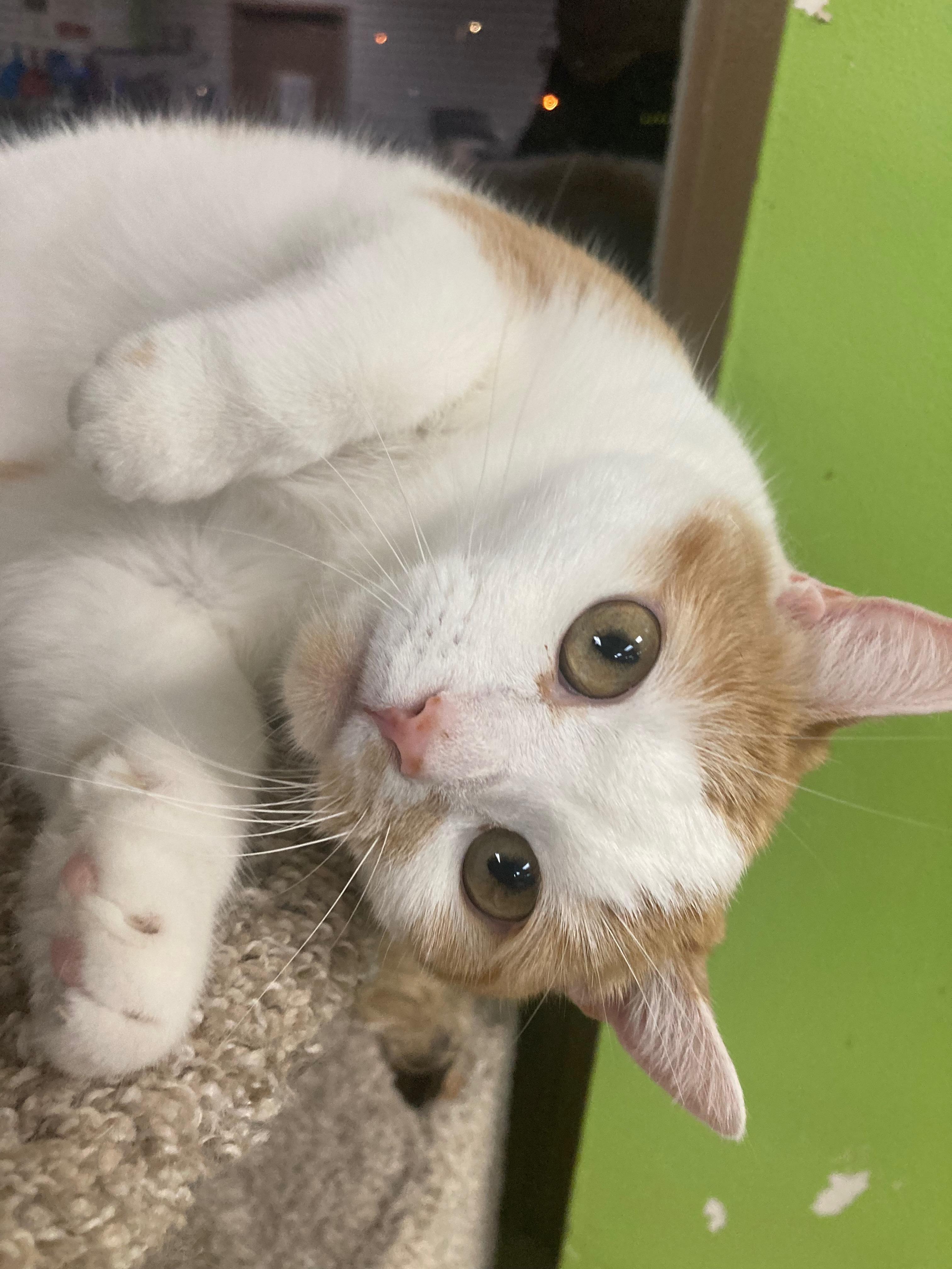 Bliss, a Adoptable Domestic Short Hair in Richmond, KY image 3/6