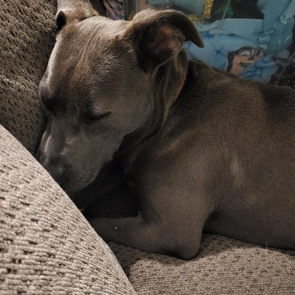 Delta, a Adoptable Pit Bull Terrier in Bradenton, FL image 1/6