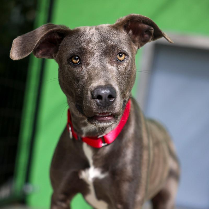 Delta, Adoptable, Adult Female Pit Bull Terrier.