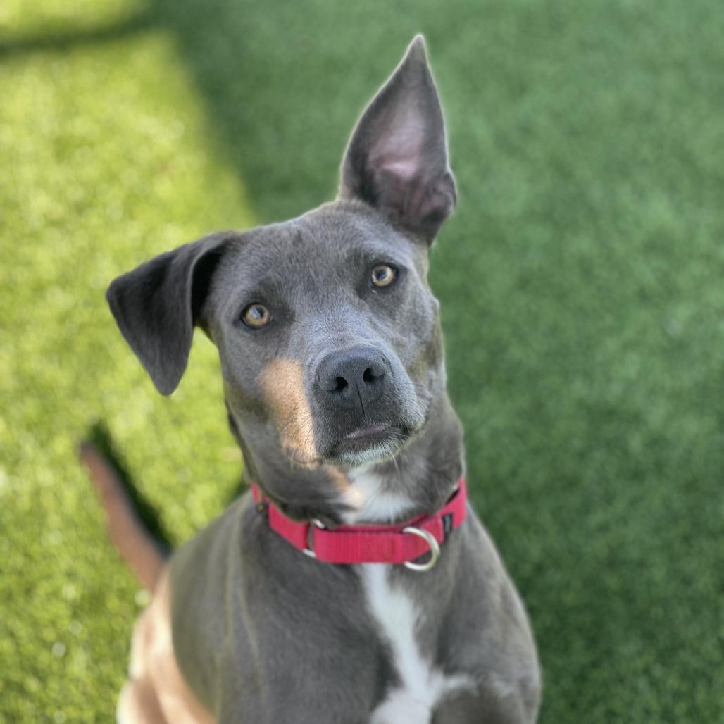 Delta, a Adoptable Pit Bull Terrier in Bradenton, FL image 3/6