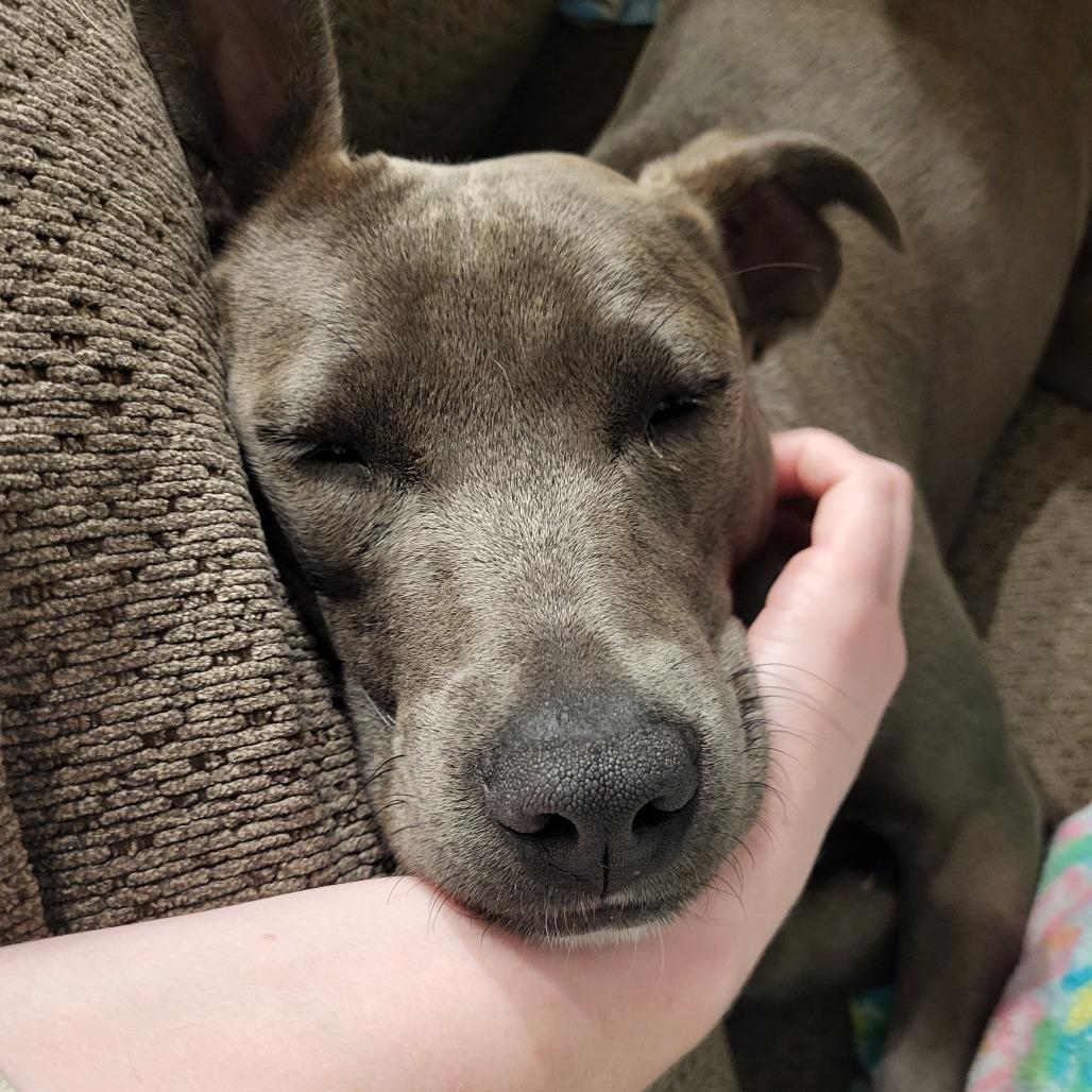 Delta, a Adoptable Pit Bull Terrier in Bradenton, FL image 5/6