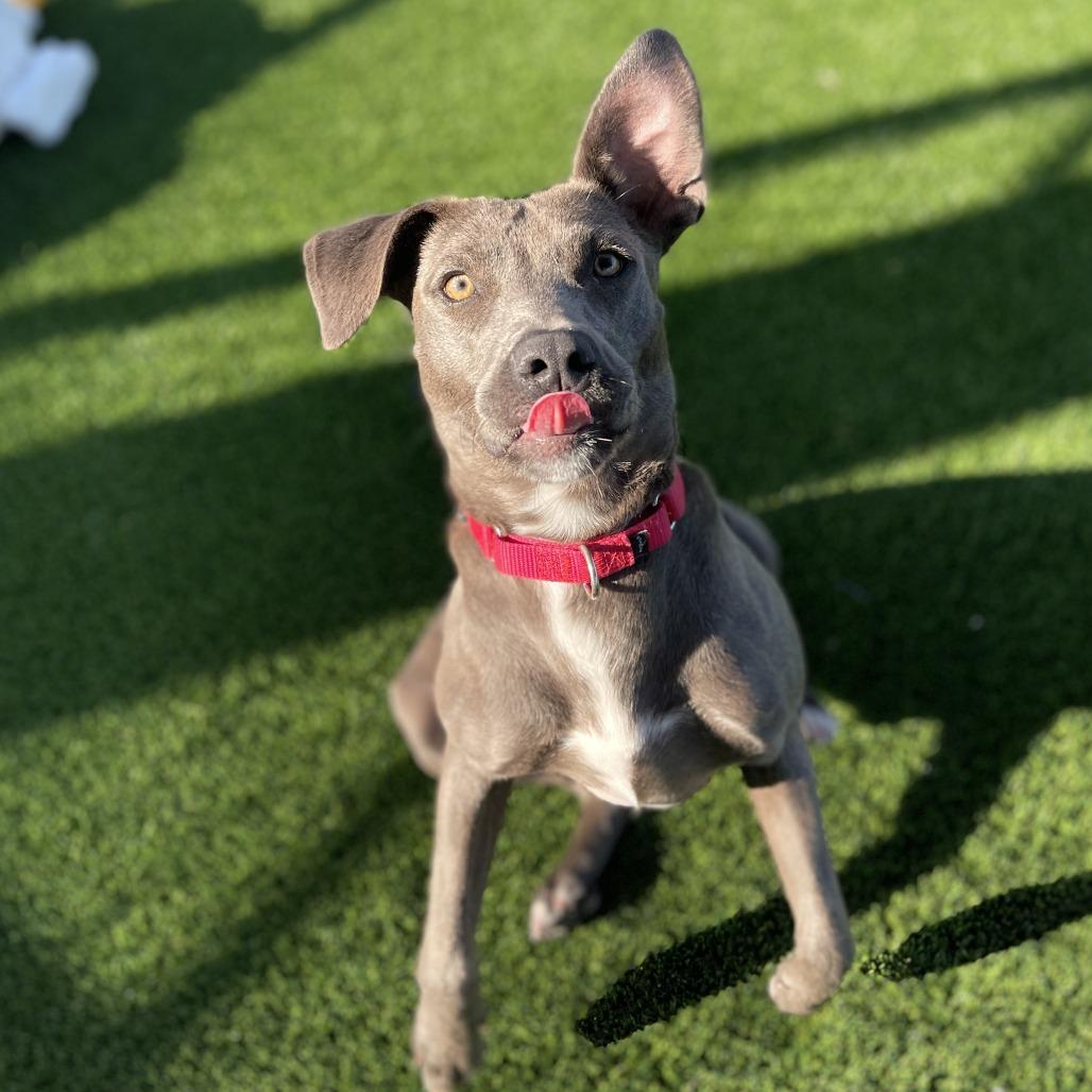 Delta, a Adoptable Pit Bull Terrier in Bradenton, FL image 6/6