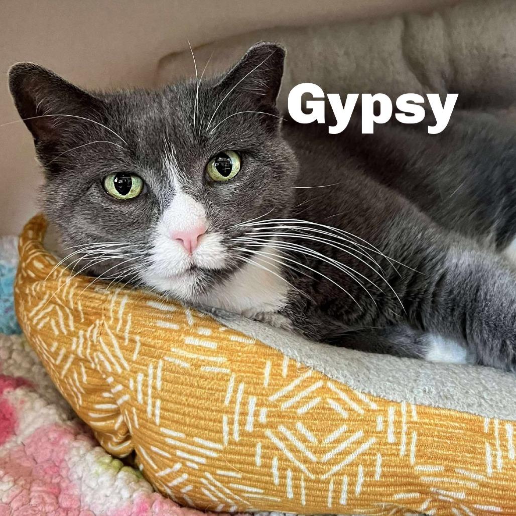 Gypsy 260118, Adoptable, Senior Female Domestic Short Hair.