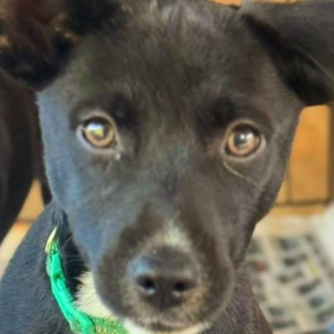 Lazaro “your Best Buddy” thumbnail 2