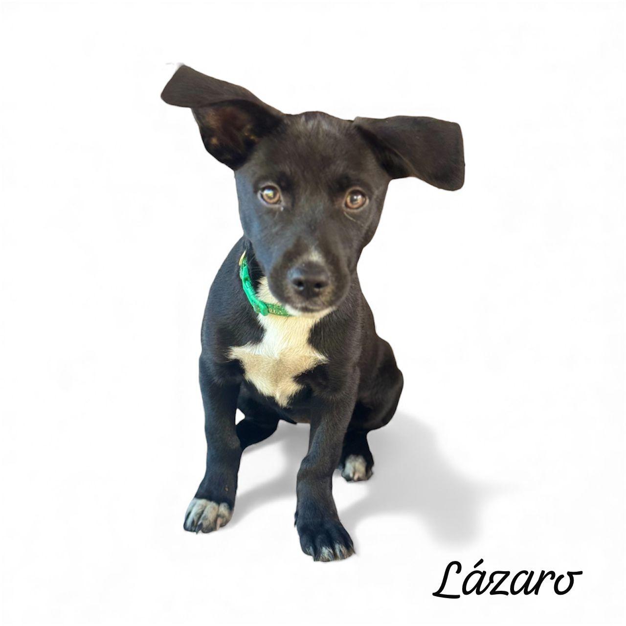 Lazaro “your Best Buddy” thumbnail 3