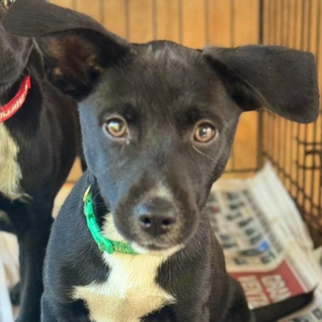 Lazaro “your Best Buddy”