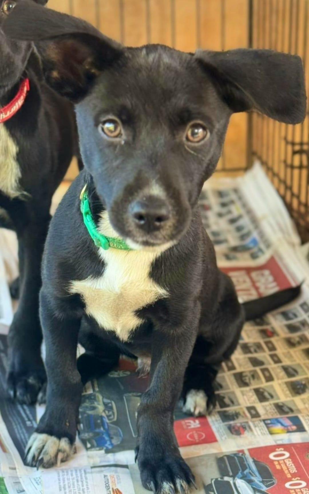 Lazaro “your Best Buddy” thumbnail 4