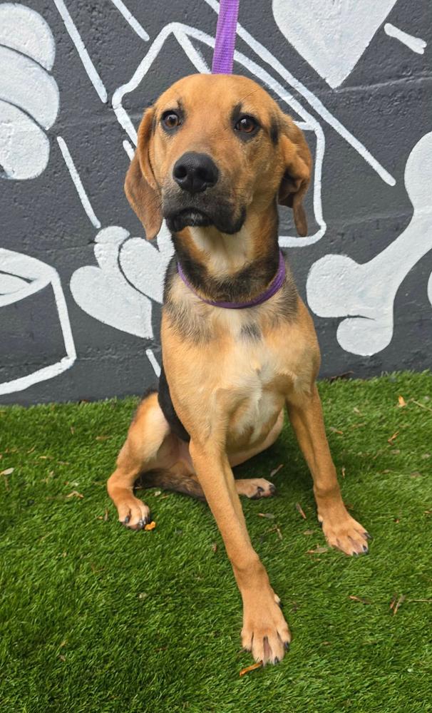 Quince, Adoptable, Young Male Beagle & Hound.