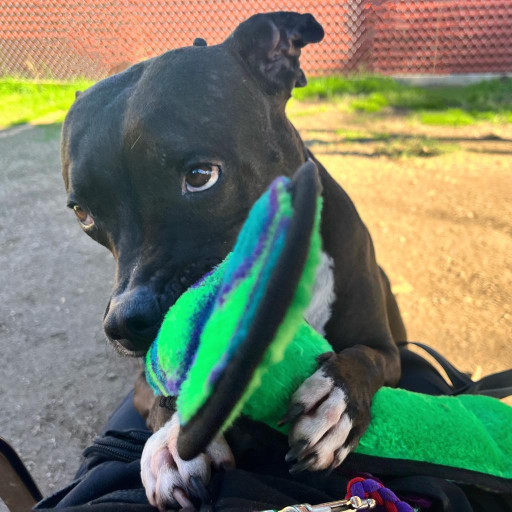 Jada, Adoptable, Senior Female Pit Bull Terrier.