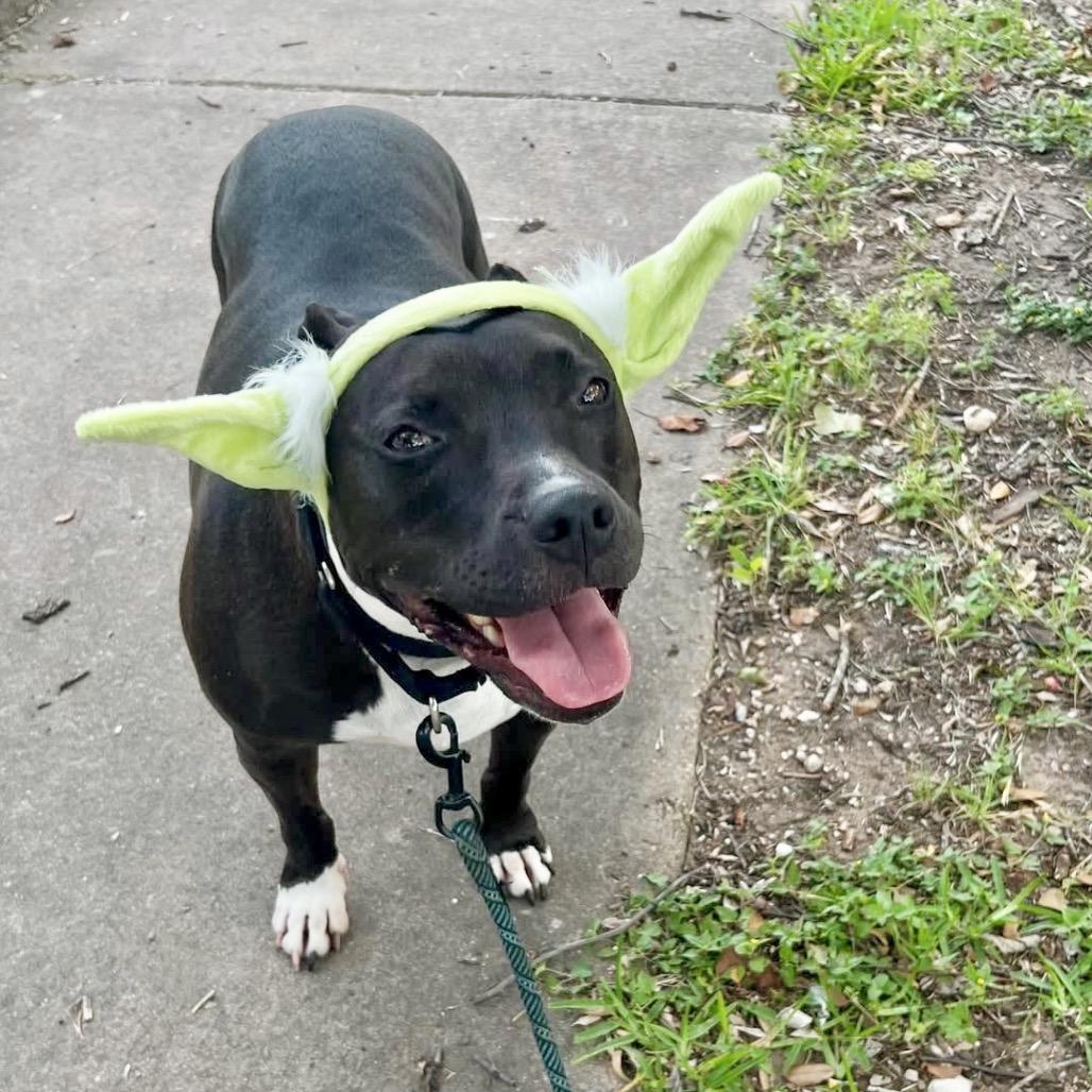 Jada, Adoptable, Senior Female Pit Bull Terrier.