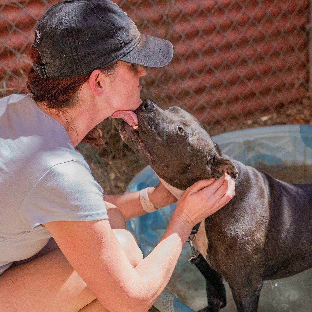 Enlarge Jada, a Adoptable Pit Bull Terrier in Austin, TX image 3/6