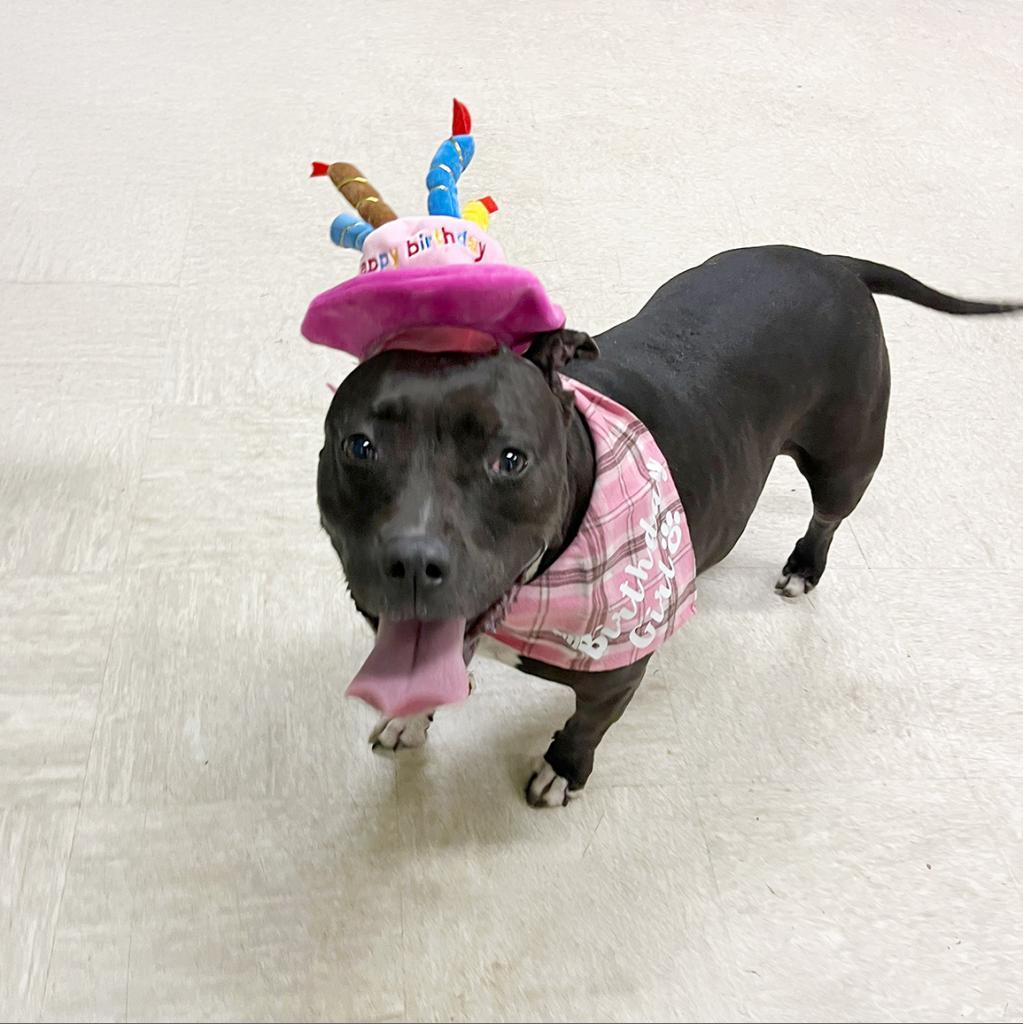 Jada, Adoptable, Senior Female Pit Bull Terrier.