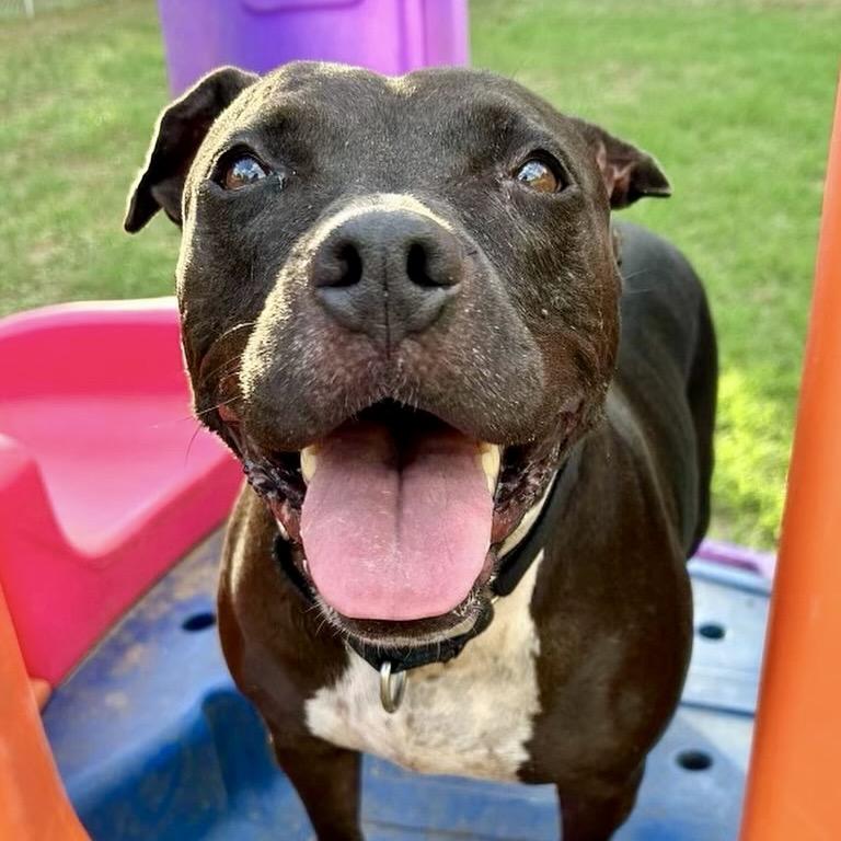 Enlarge Jada, a Adoptable Pit Bull Terrier in Austin, TX image 3/5