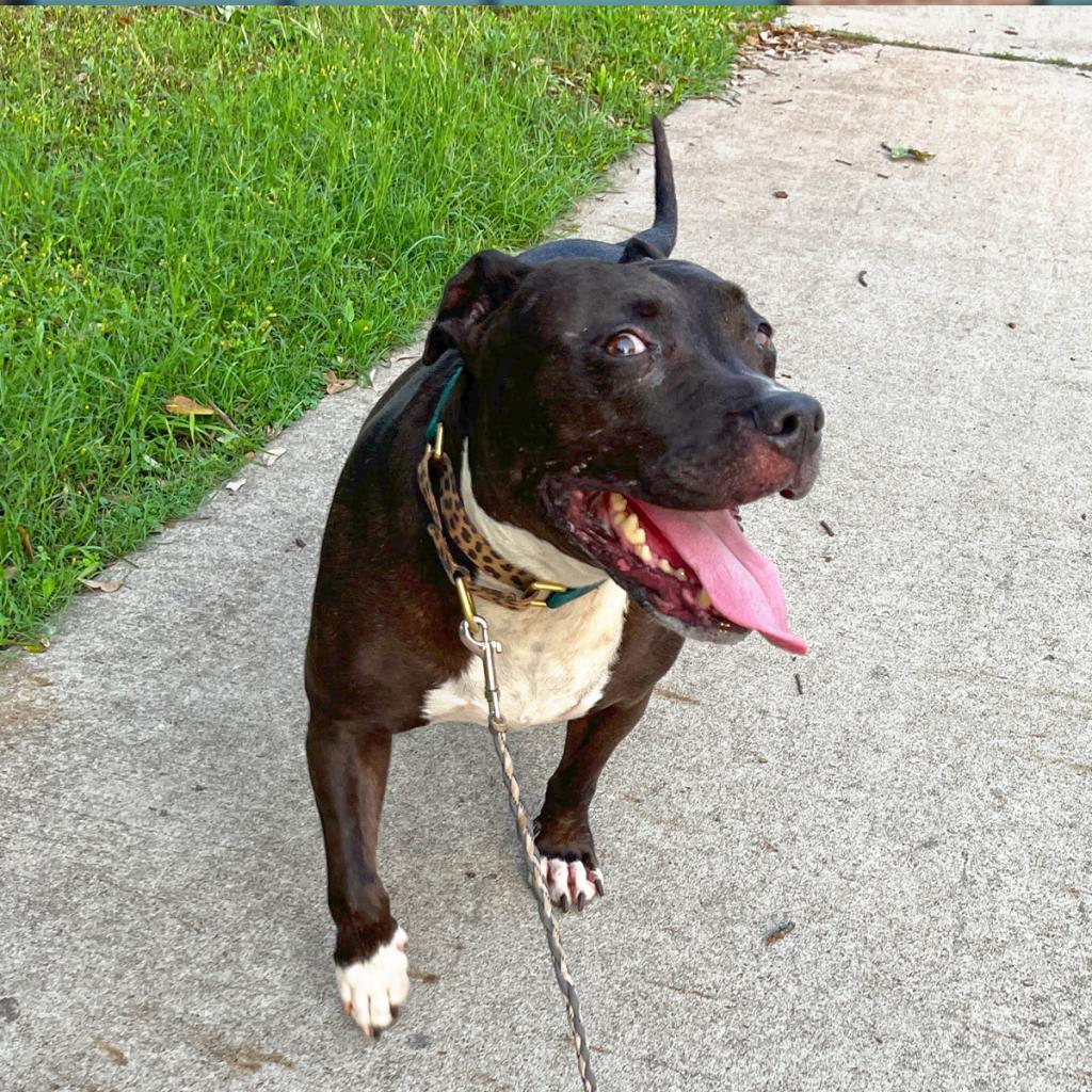 Enlarge Jada, a Adoptable Pit Bull Terrier in Austin, TX image 2/6