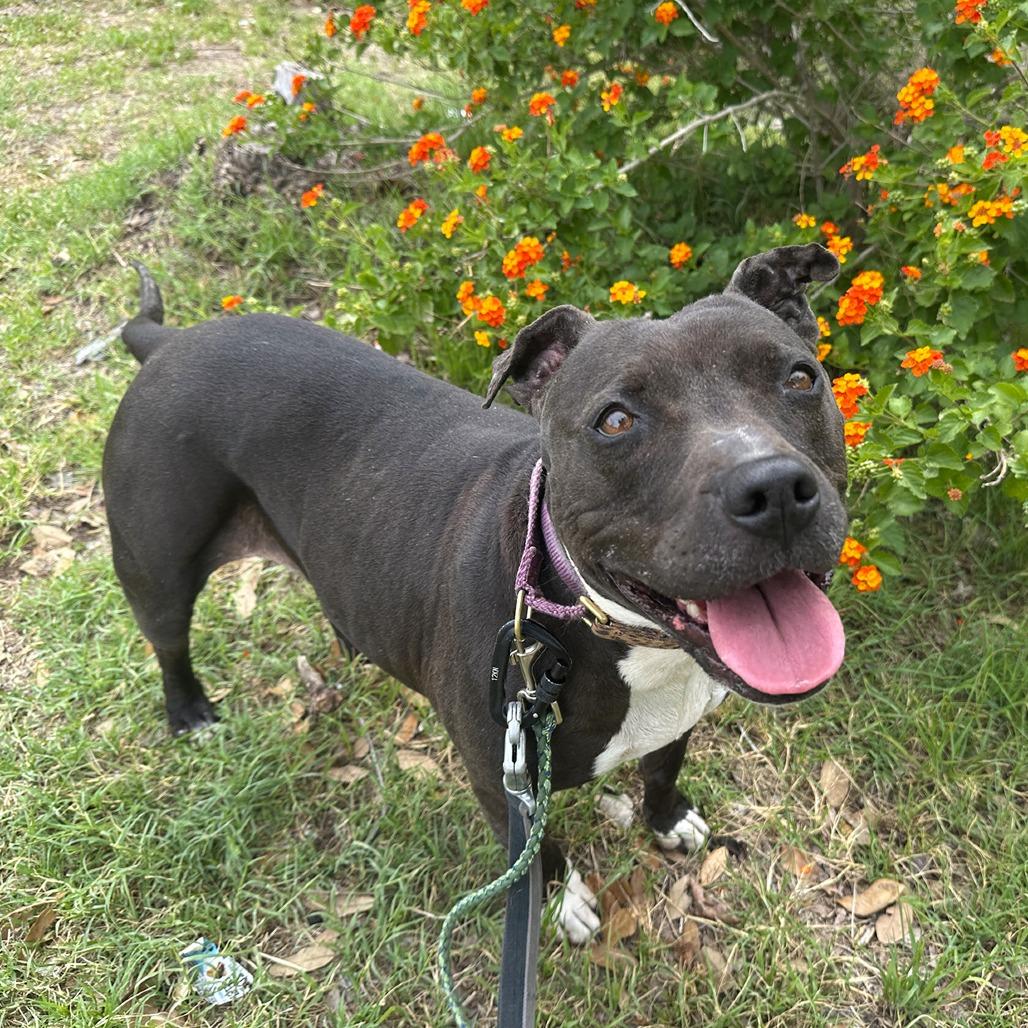 Enlarge Jada, a Adoptable Pit Bull Terrier in Austin, TX image 4/6