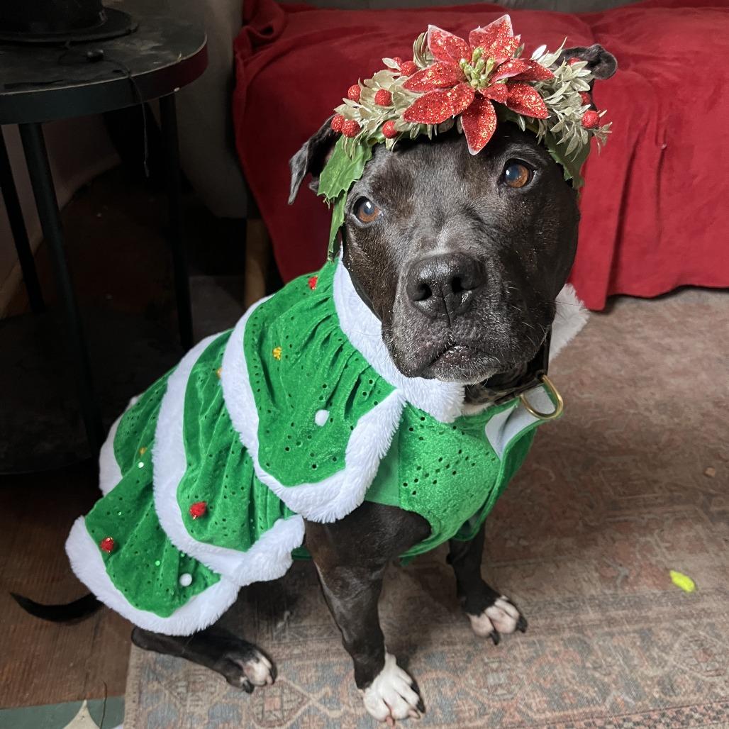 Enlarge Jada, a Adoptable Pit Bull Terrier in Austin, TX image 3/6