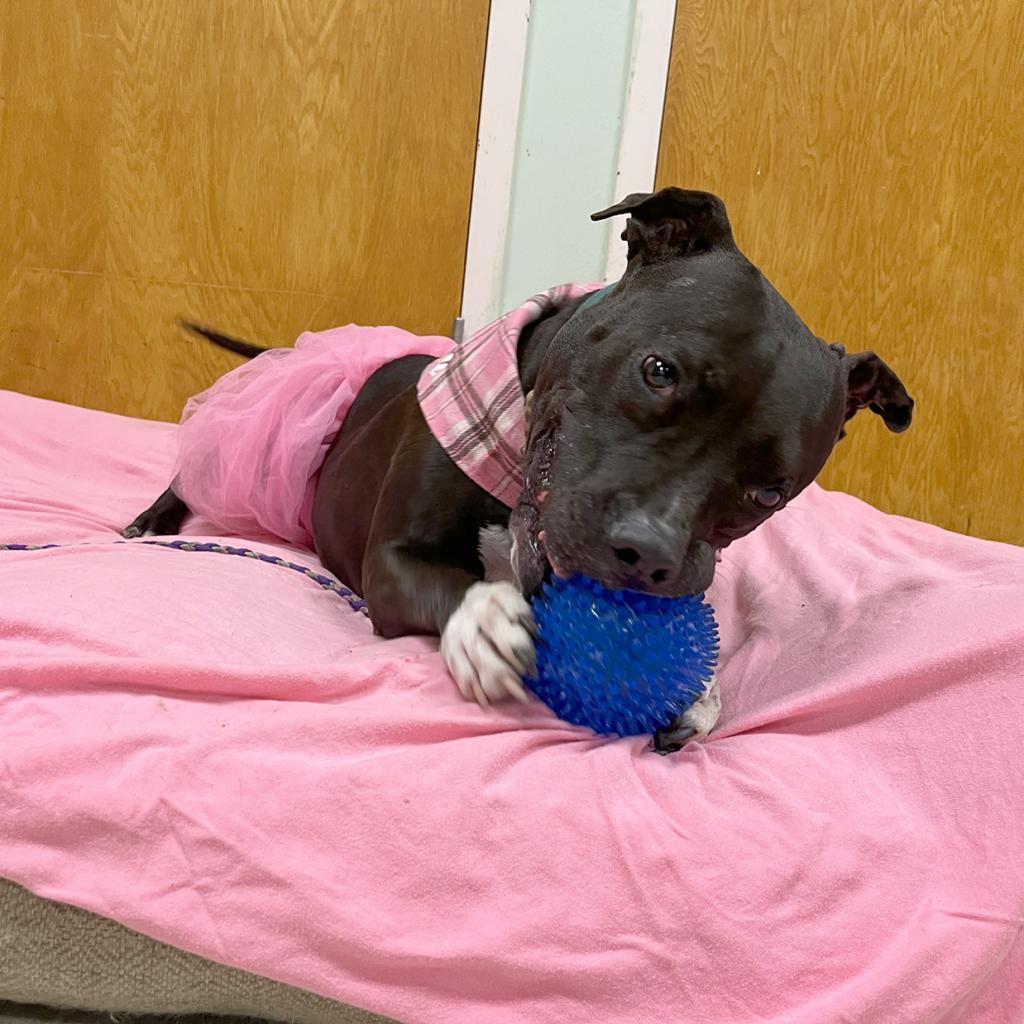 Enlarge Jada, a Adoptable Pit Bull Terrier in Austin, TX image 4/6