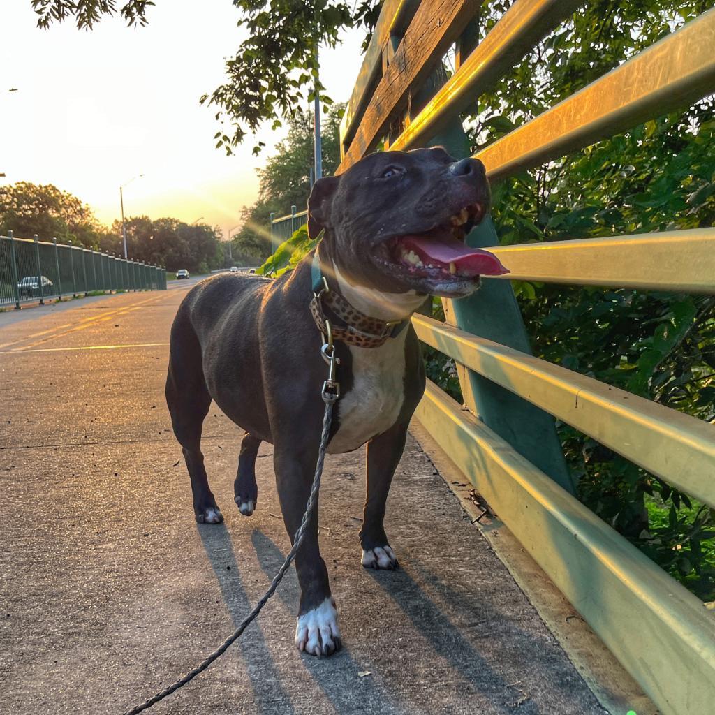 Enlarge Jada, a Adoptable Pit Bull Terrier in Austin, TX image 5/6