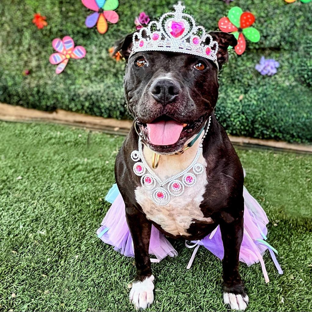 Enlarge Jada, a Adoptable Pit Bull Terrier in Austin, TX image 6/6
