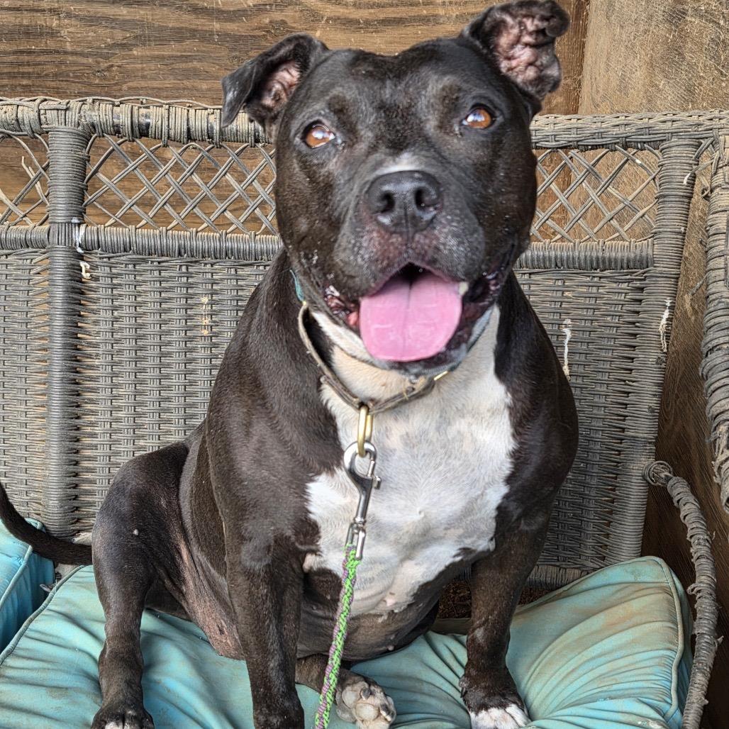 Enlarge Jada, a Adoptable Pit Bull Terrier in Austin, TX image 6/6