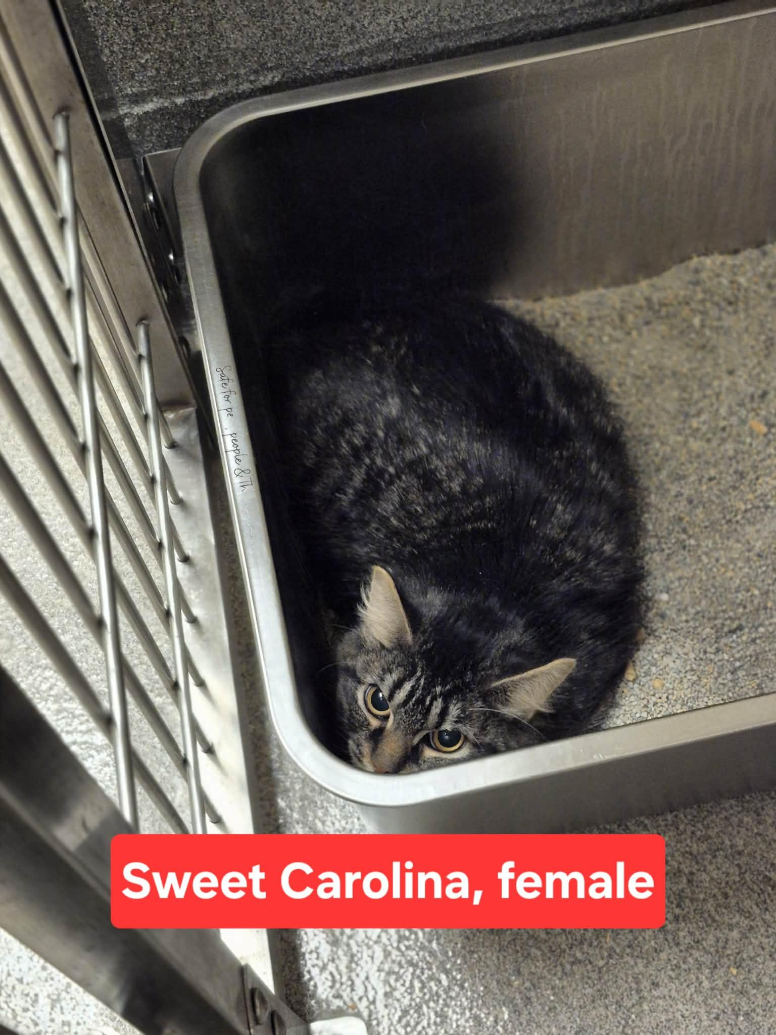 Enlarge Sweet Carolina, a ADOPTABLE Domestic Short Hair in Stratford, CT image 1/1