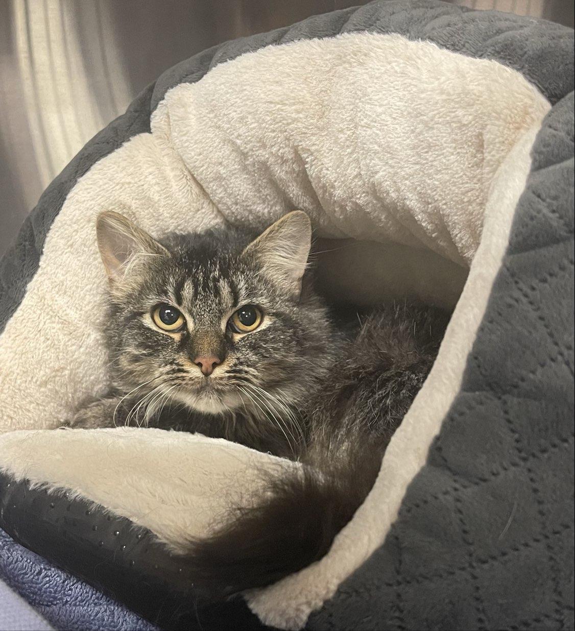 Sweet Caroline, ADOPTABLE, Adult Female Domestic Short Hair.