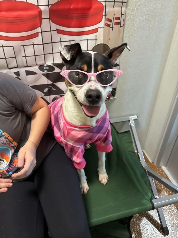 Speedy, a Adoptable Mixed Breed in Jackson, TN image 5/5