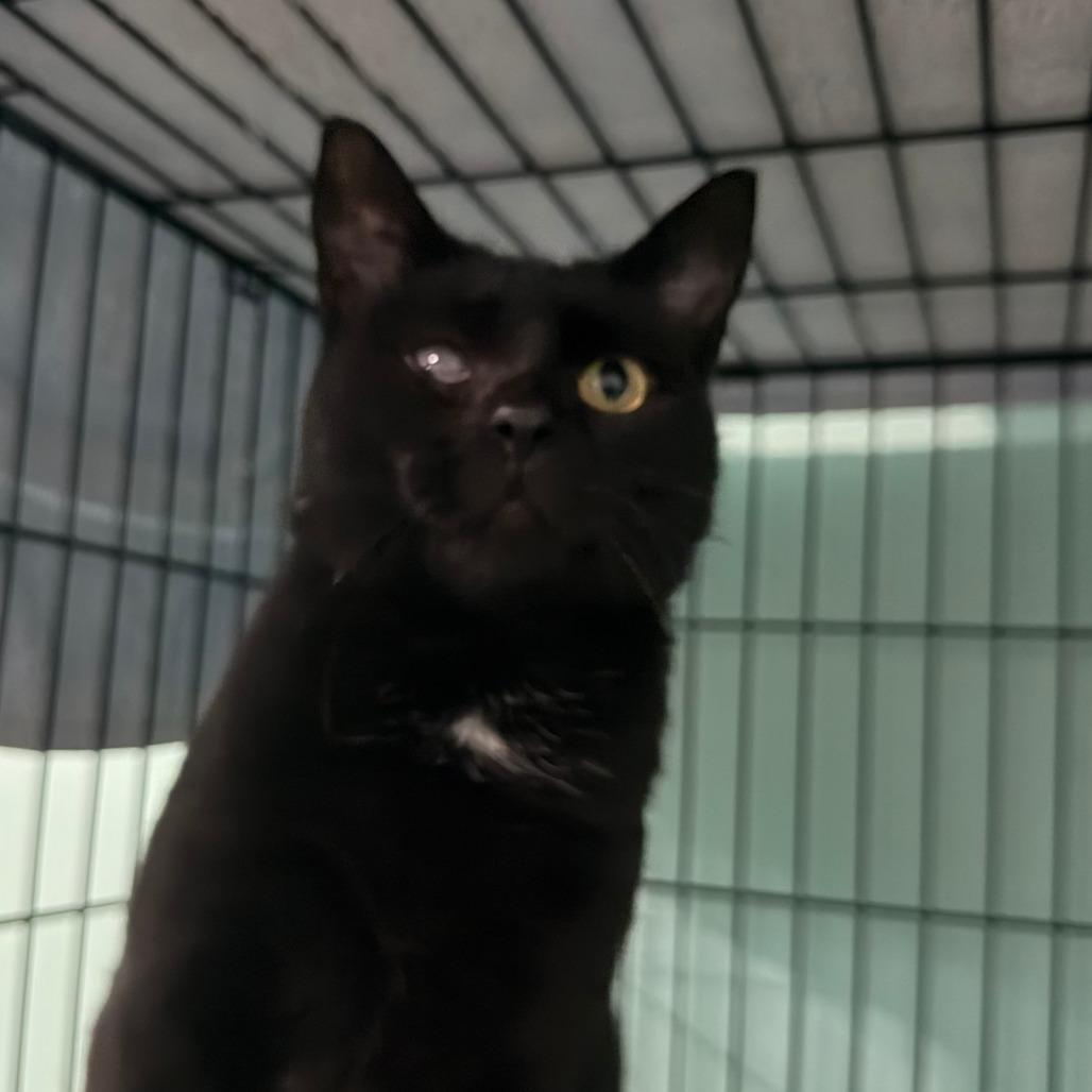 Endora, a Adoptable Domestic Short Hair in Marion, VA image 1/4