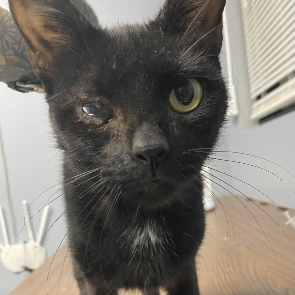 Enlarge Endora, a Adoptable Domestic Short Hair in Marion, VA image 1/4