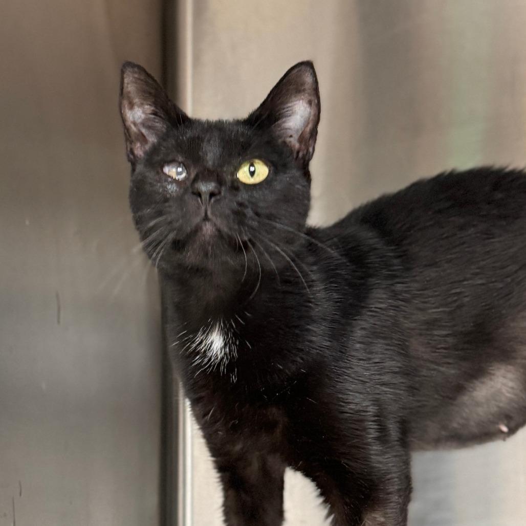 Endora, a Adoptable Domestic Short Hair in Marion, VA image 4/4