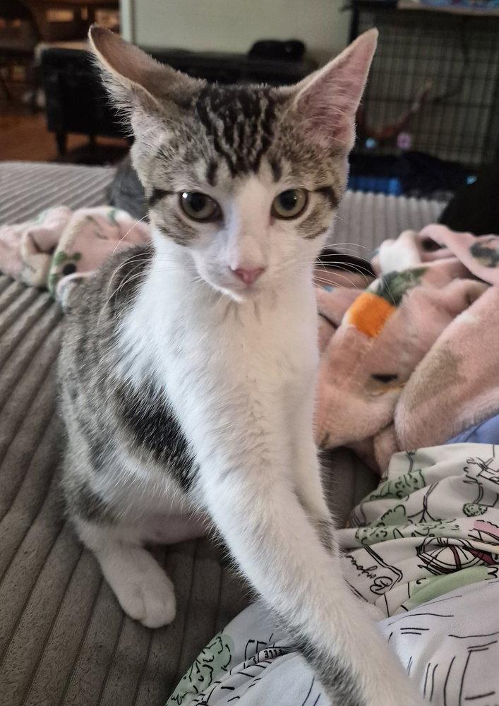 Enlarge Honeydew, a Adopted Domestic Short Hair in O'Fallon, MO image 1/2