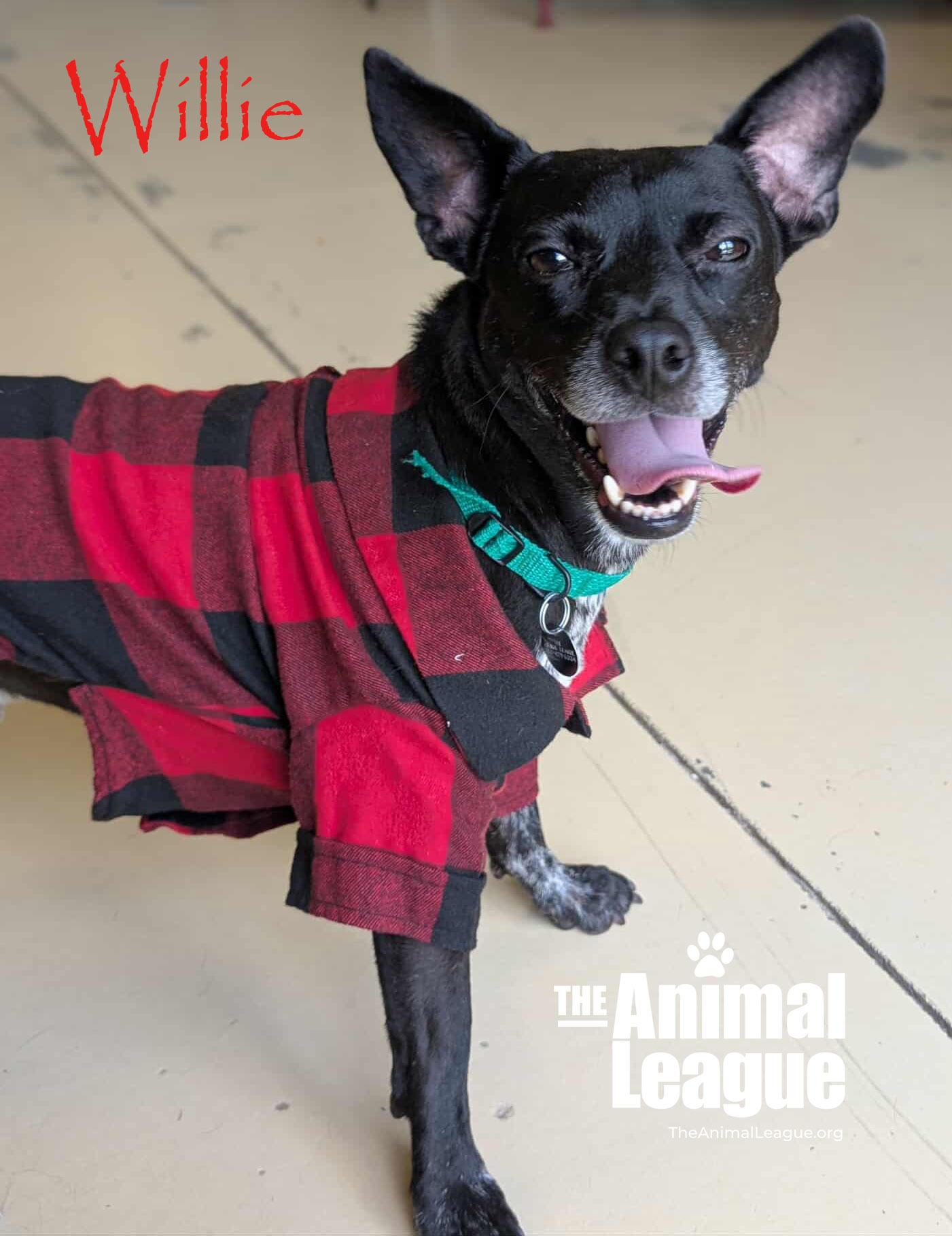 Willie, a Adoptable mixed breed in Clermont, FL image 2/5