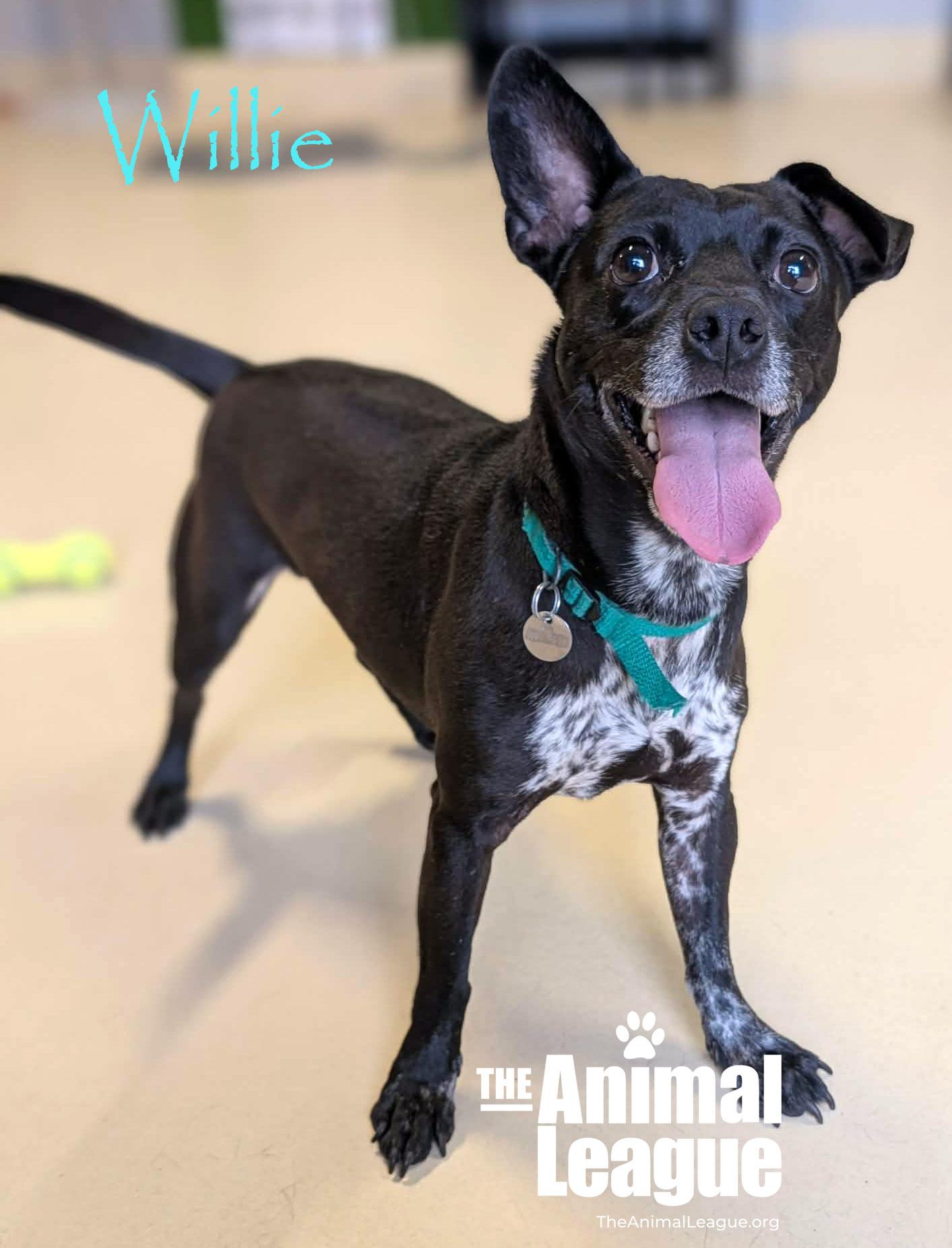Enlarge Willie, a Adoptable mixed breed in Clermont, FL image 5/5