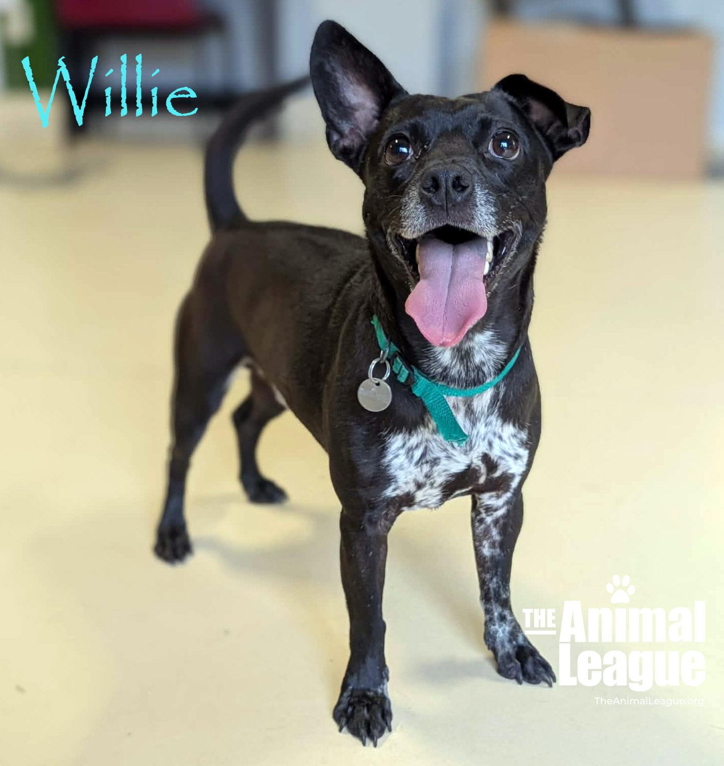 Enlarge Willie, a Adoptable mixed breed in Clermont, FL image 4/5