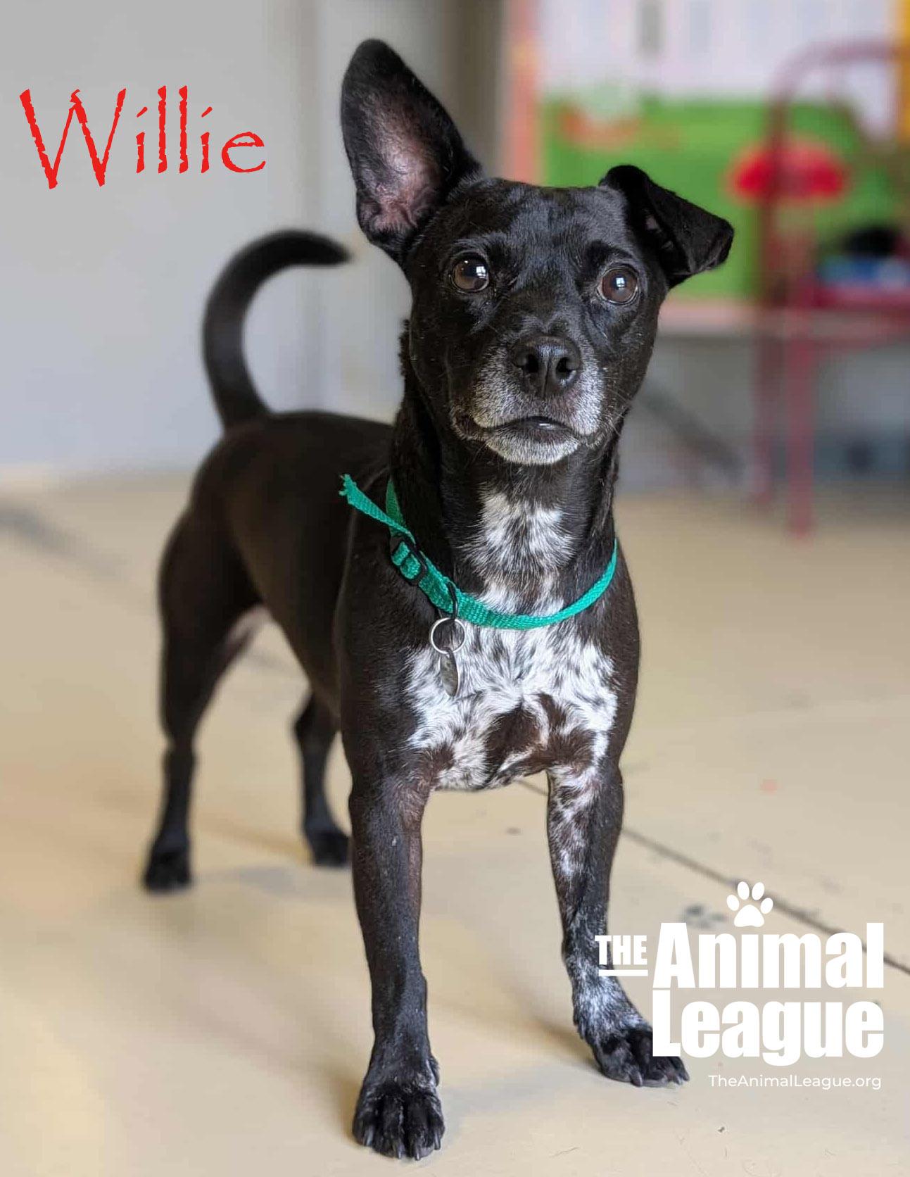 Willie, a Adoptable mixed breed in Clermont, FL image 3/5