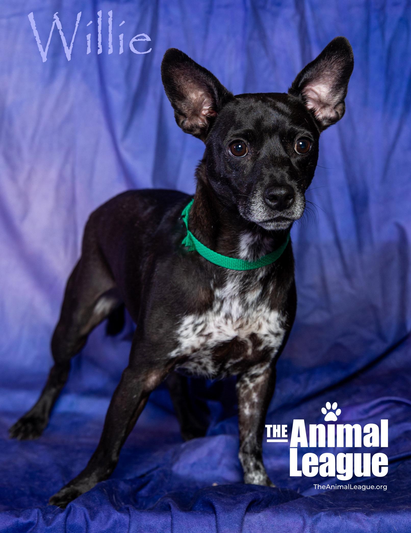 Willie, Adoptable, Adult Male Chihuahua.