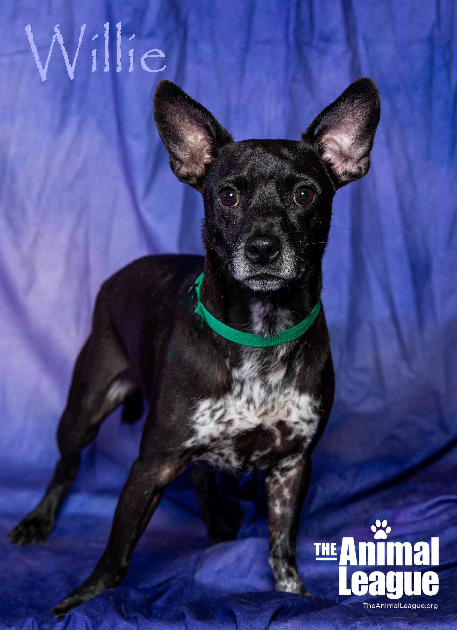 Willie, a Adoptable mixed breed in Clermont, FL image 5/5
