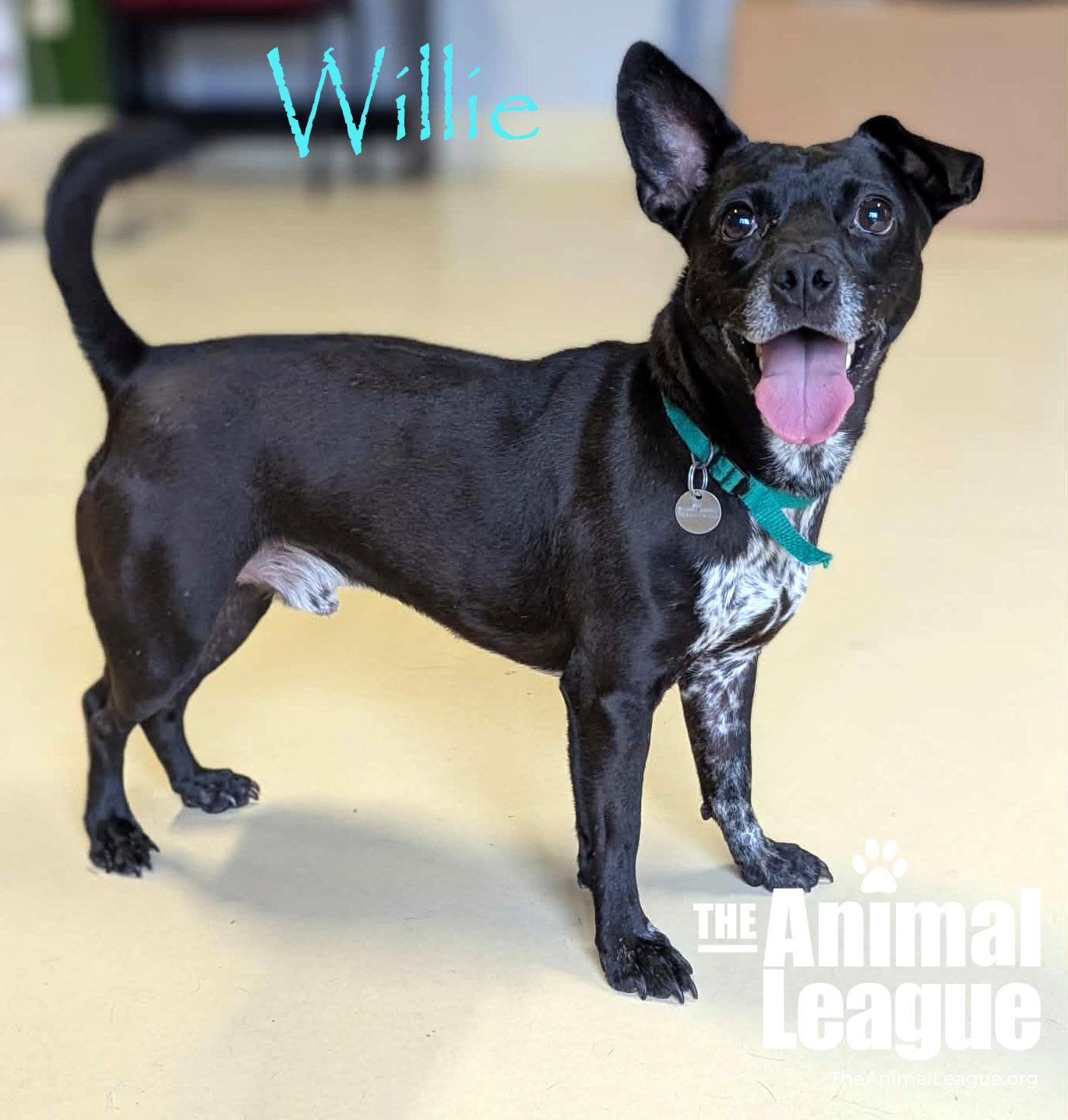 Willie, Adoptable, Adult Male Chihuahua.