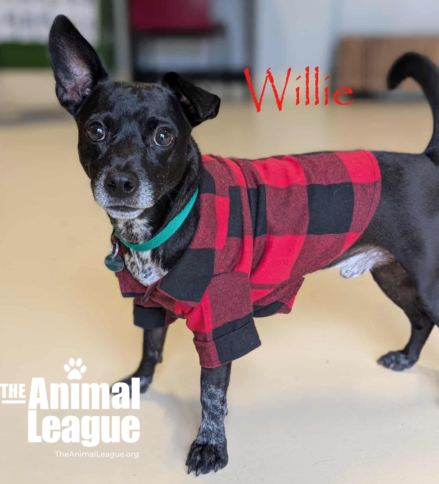 Willie, a Adoptable mixed breed in Clermont, FL image 1/5