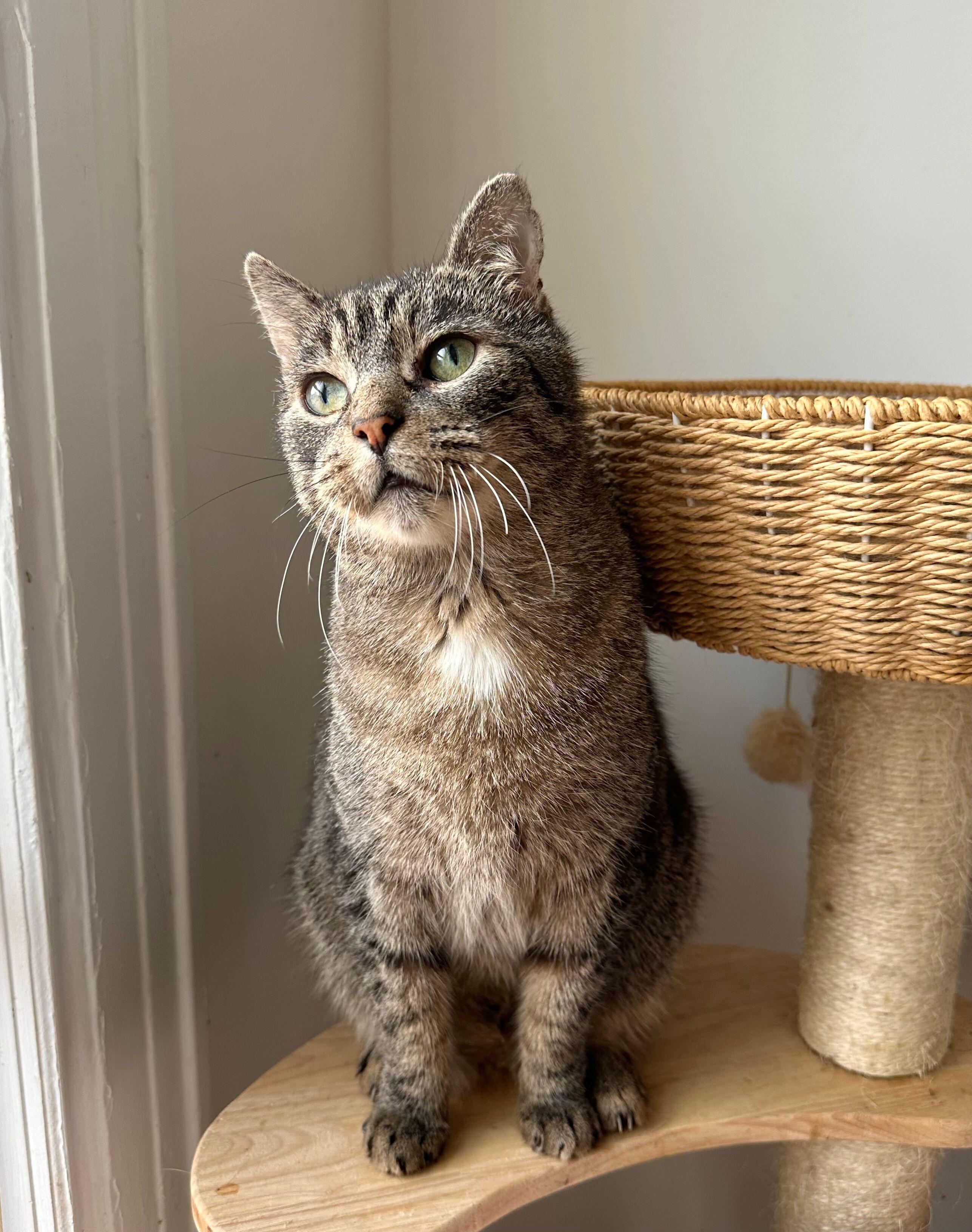 Enlarge BRUNO, a Adoptable Tabby in New York, NY image 1/5