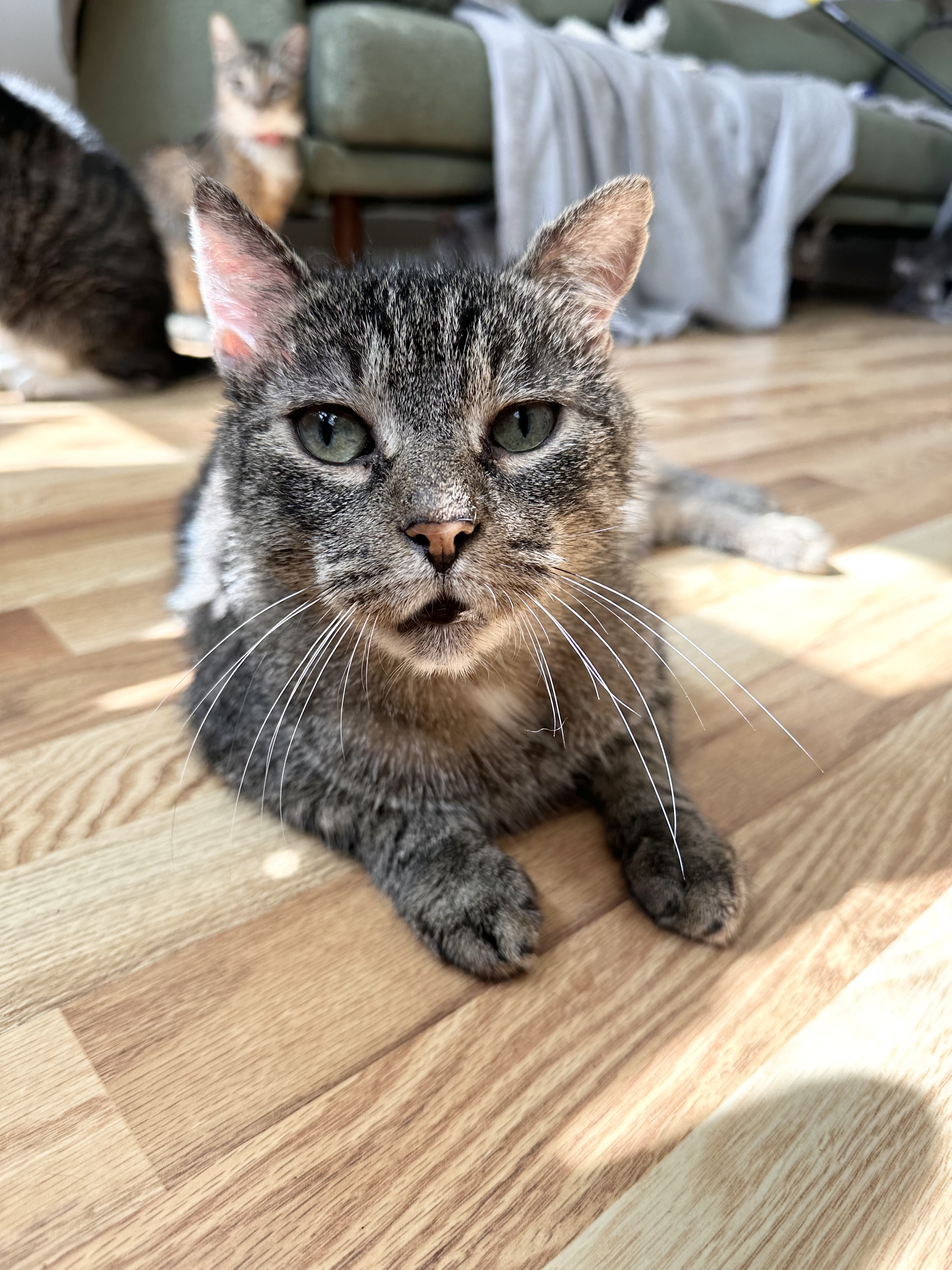 Enlarge BRUNO, a Adoptable Tabby in New York, NY image 4/5