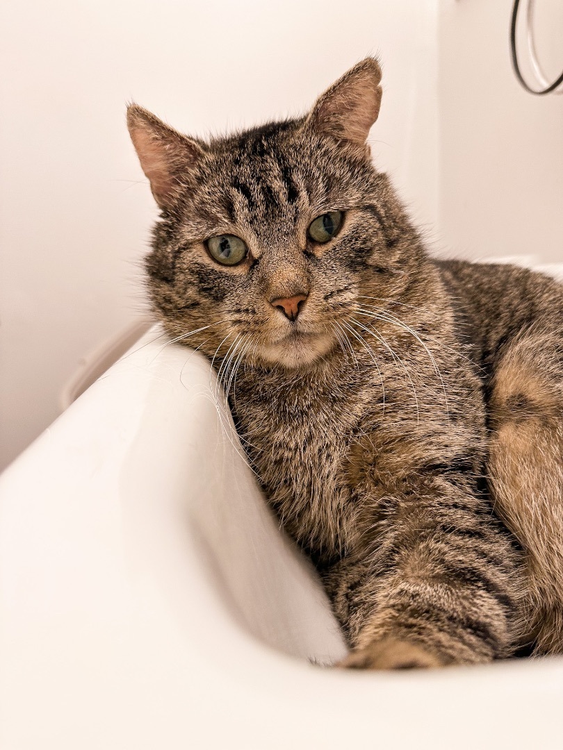 Enlarge BRUNO, a Adoptable Tabby in New York, NY image 5/5