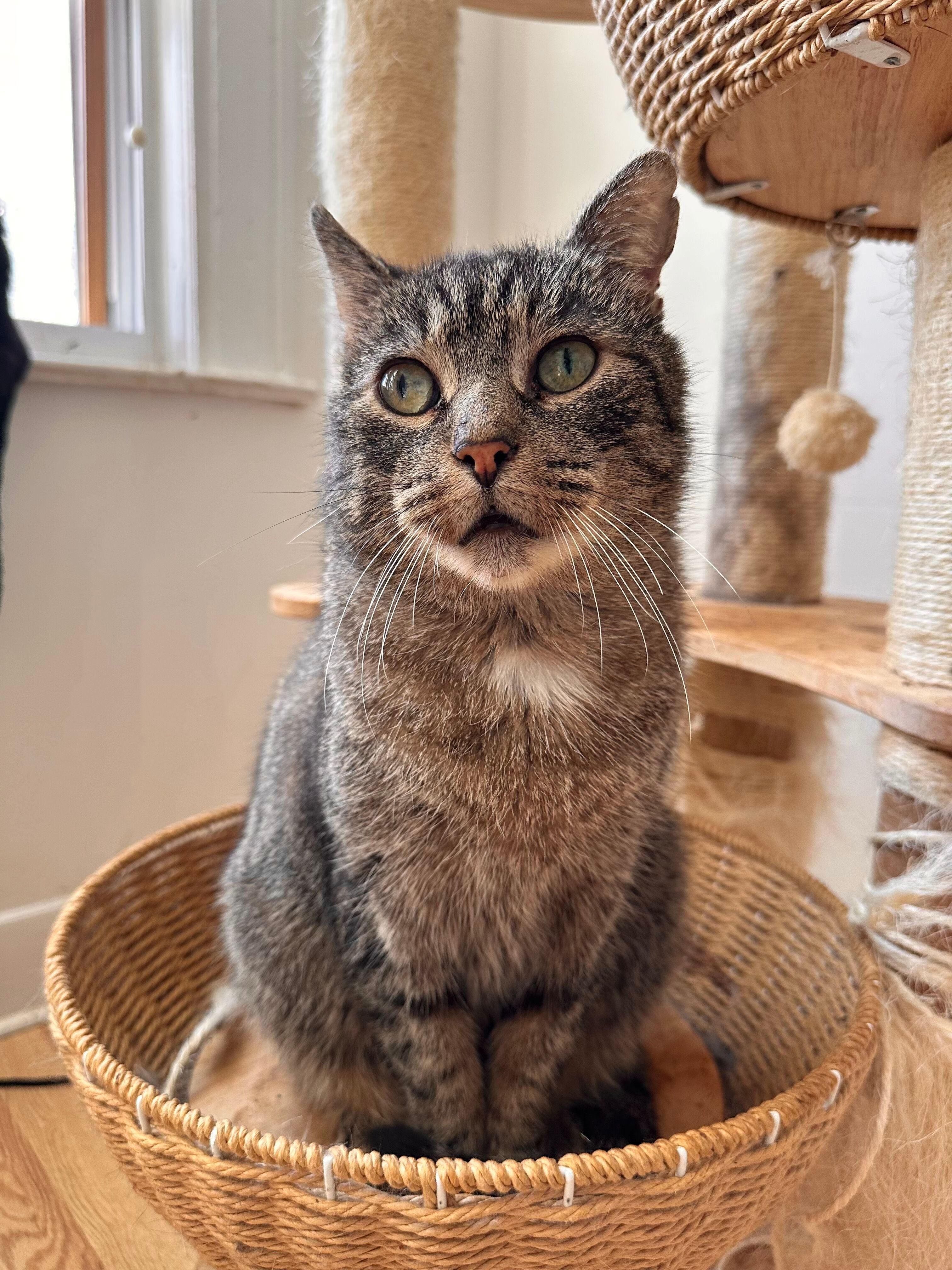 Enlarge BRUNO, a Adoptable Tabby in New York, NY image 2/5