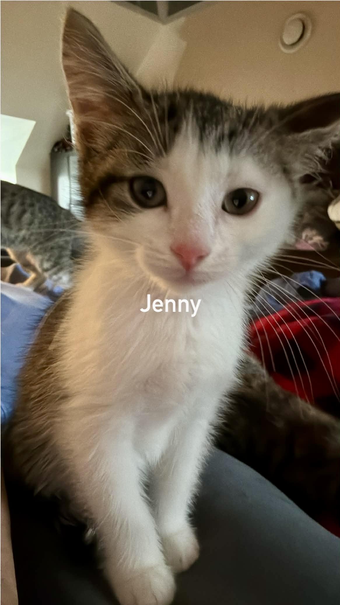 Jenny, Adoptable, Kitten Female Domestic Short Hair.