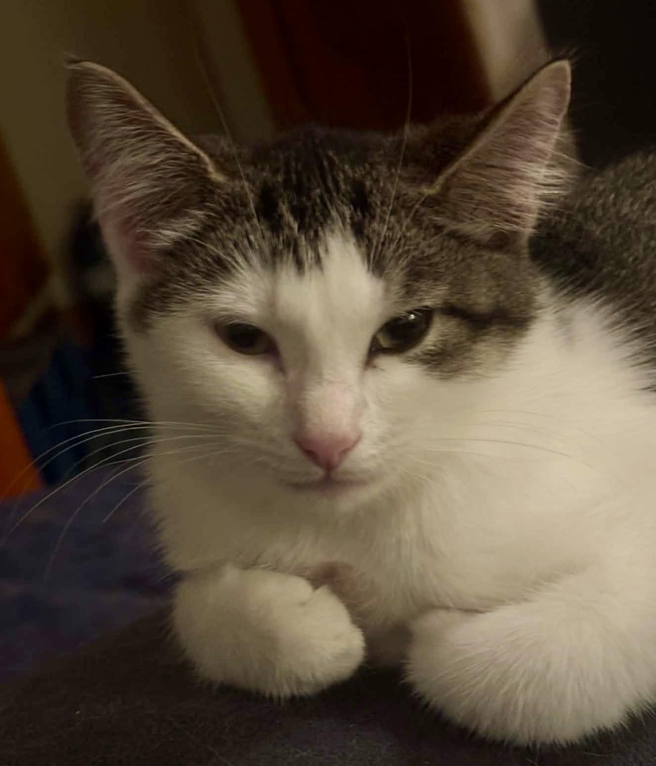 Enlarge Jenny, a Adoptable Domestic Short Hair in Pointe-Claire, QC image 5/5