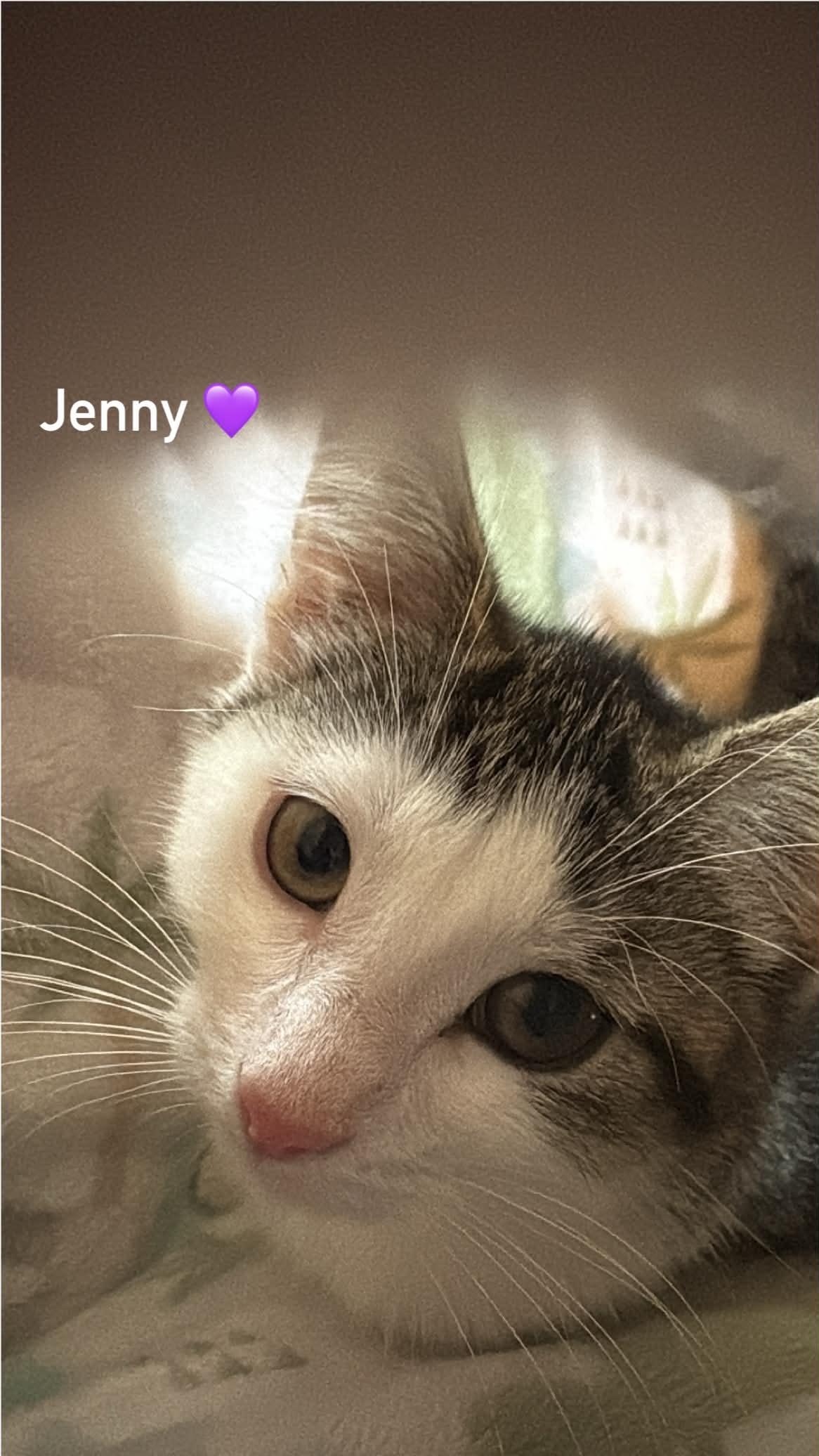 Enlarge Jenny, a Adoptable Domestic Short Hair in Pointe-Claire, QC image 3/5