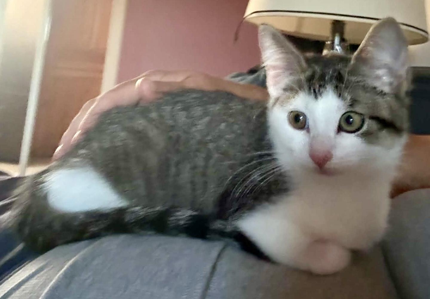 Enlarge Jenny, a Adoptable Domestic Short Hair in Pointe-Claire, QC image 2/5